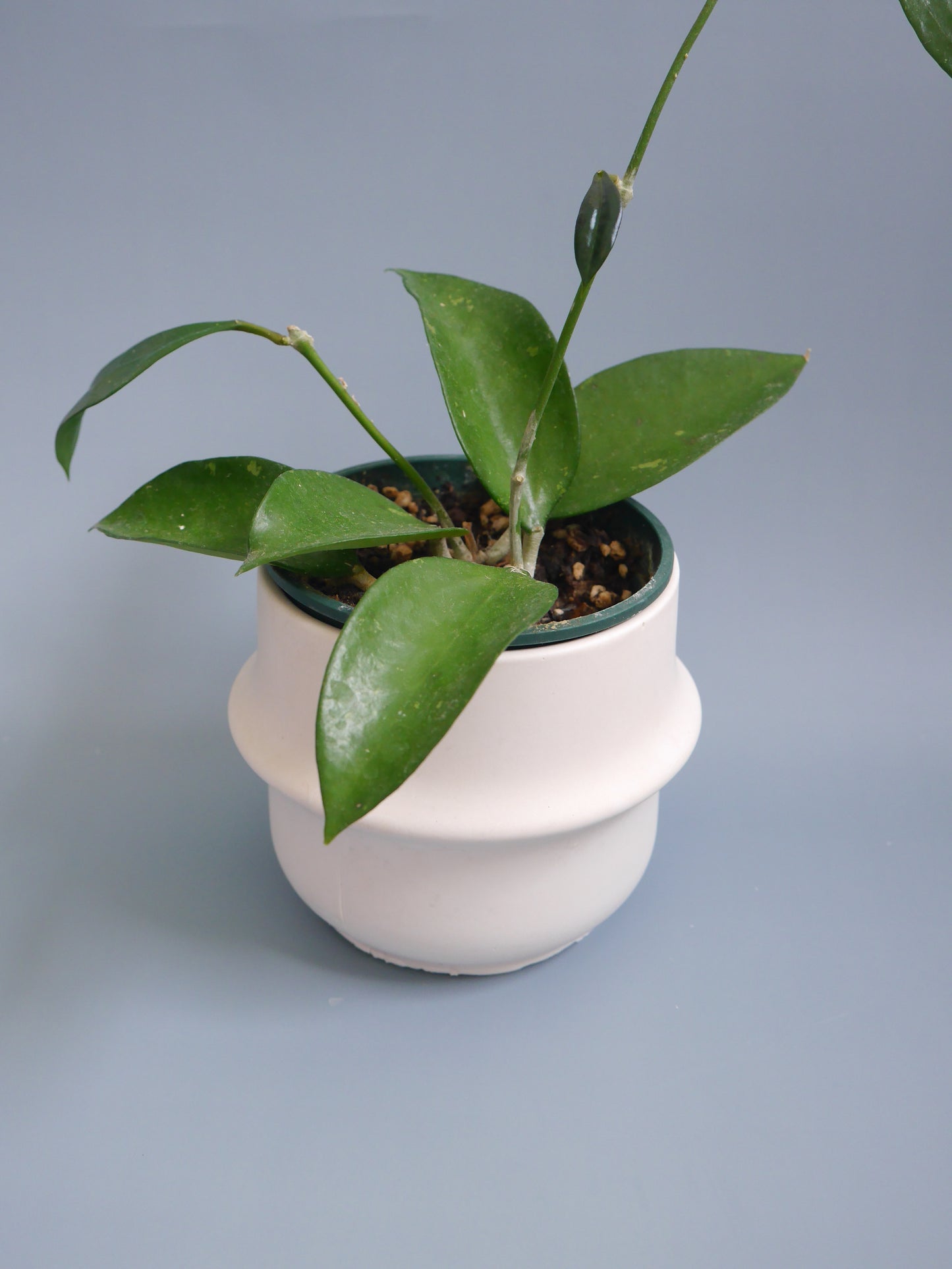 2wayプラントポット 大 シンプルリングデザイン